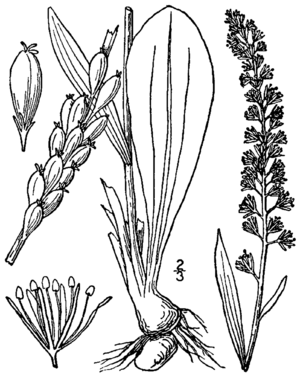 Chamaelirium luteum BB-1913