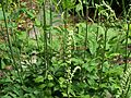 Cimicifuga racemosa 002
