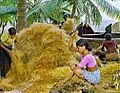 Coir segregation