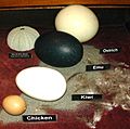 Comparison of eggs by Zureks