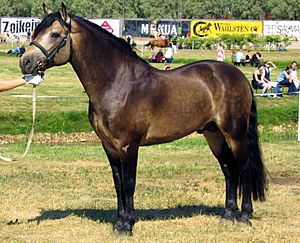 Connemara stallion