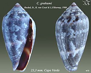 Conus grahami 2