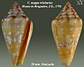 Conus mappa trinitarius 1