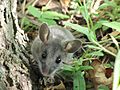 Deer Mouse (Peromyscus maniculatus) (9310532204)