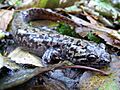 Dicamptodon tenebrosus 2