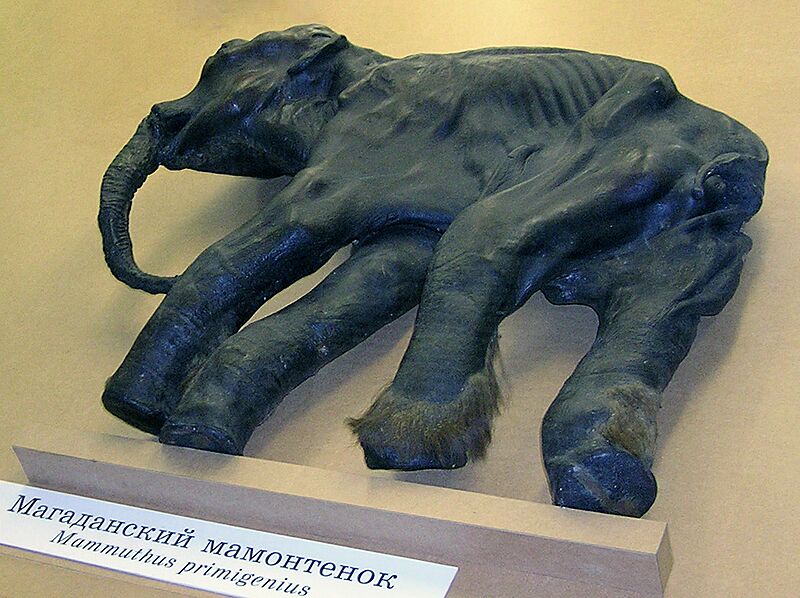 Dima the woolly mammoth calf