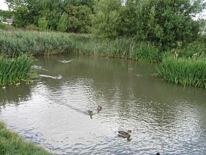 Duck pond in nature reserve adjacent Tileshed Lane - geograph.org.uk - 2030193