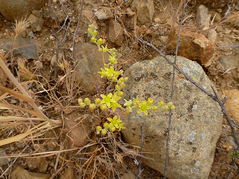 Dudleya multicaulis
