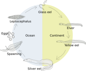 Eel-life-circle1