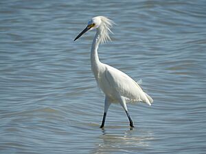 Egretta thula 59354876.jpg