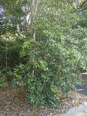 Elaeodendron australe habit