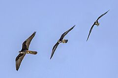 Eleonora's falcon (Falco eleonorae) in flight composite