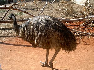 Emu showing feet