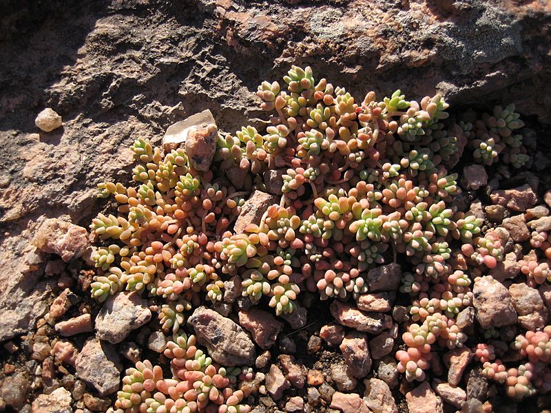 Enchanted rock sedum