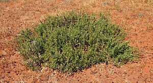 Eremophila macdonnellii habit