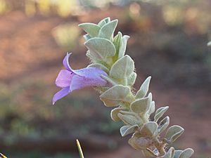 Eremophila mackinlayi spathulata (leaves and flowers).jpg