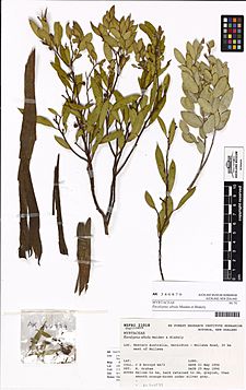 Eucalyptus albida Maiden et Blakely (AM AK346879)