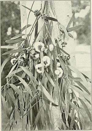 Eucalyptus amygdalina from "Eucalypts cultivated in the United States"; (1902) (20165942804).jpg