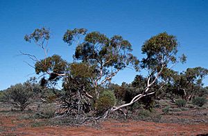 Eucalyptus concinna habit.jpg