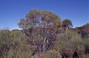 Eucalyptus leptopoda.jpg
