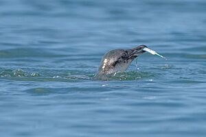 Eudyptula minor, Auckland, New Zealand imported from iNaturalist photo 430247598