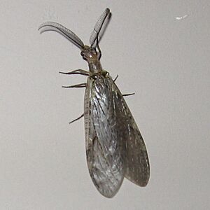 Fishfly.jpg