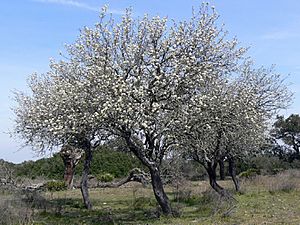 Flowering Iberian pear.jpg
