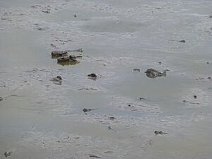 Fuding - LongAn - mudskipper ponds - P1220424