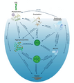 Gelatinous zooplankton biological pump
