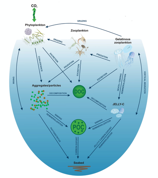 Gelatinous zooplankton biological pump