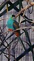 Golden-Shouldered-Parrot-2