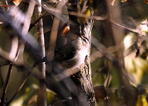 Golden Crowned Kinglet - John Wolf