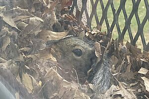 Gray Squirrel Window Drey
