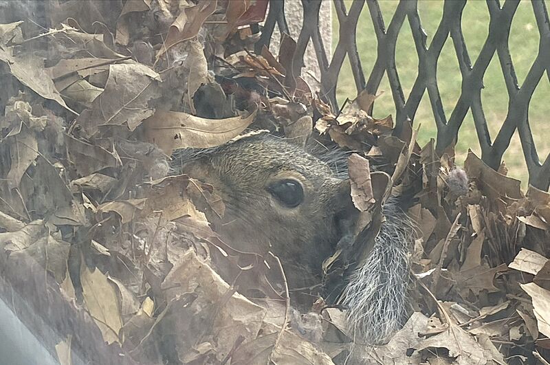 Gray Squirrel Window Drey