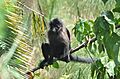 Grey-cheeked Mangabey