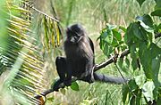 Black monkey