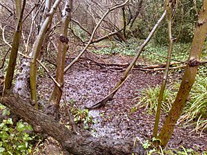 Gunnersbury Triangle 'Mangrove Swamp'