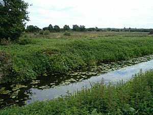 Ham Wall Nature Reserve - geograph.org.uk - 230999