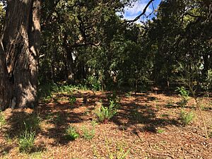Harold Field Reserve, Kardinya, Western Australia, September 2021 01