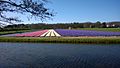 Hyacinth field in Bennebroek 20180416 011
