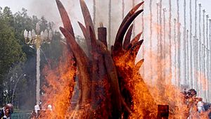 Ivory burn in Brazzaville, Republic of Congo