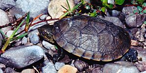 Kinosternon integrum, Mexican Mud Turtle, Tamaulipas.jpg