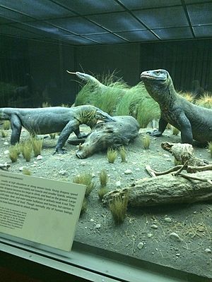 Komodo Dragon Diorama