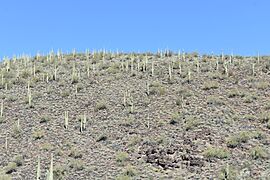 Lake Pleasant Cacti