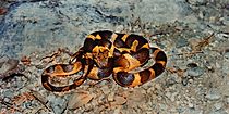 Leptodeira septentrionalis, Northern Cat-eyed Snake, Tamaulipas