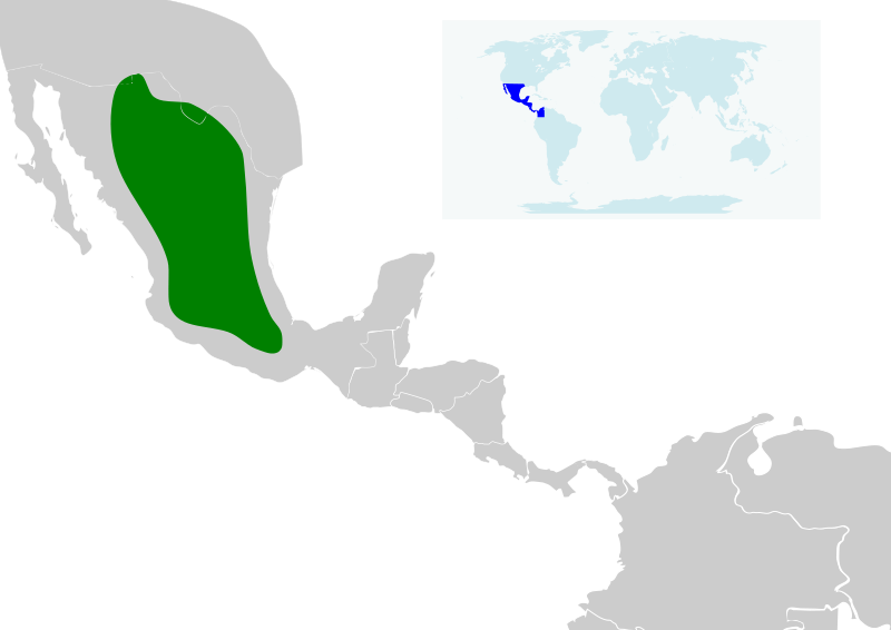 Leptonycteris nivalis map