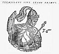 LestekPrim1581