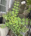 Leycesteria formosa London window box weed dentate foliage