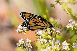 Monarch on california buckwheat