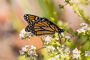 Monarch on california buckwheat